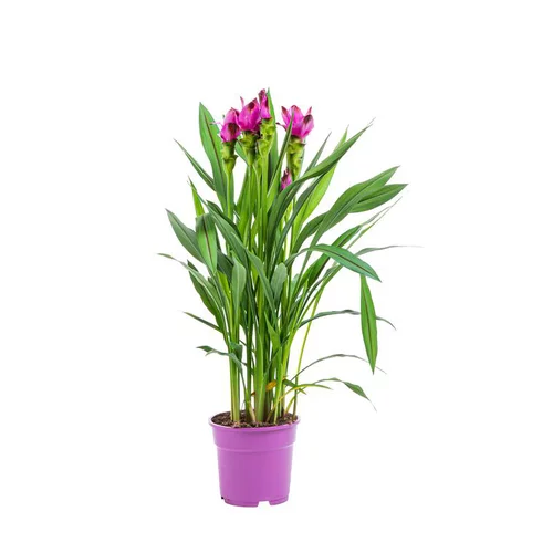 Curcuma Siam Scarlet – Pot rose 17 cm