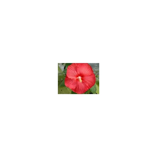 Hibiscus Moscheutos - La coupe de 30 cm