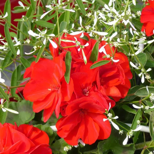Composition de Géranium Calliope et Euphorbe à fleurs multicolores - La jardinière de 50 cm