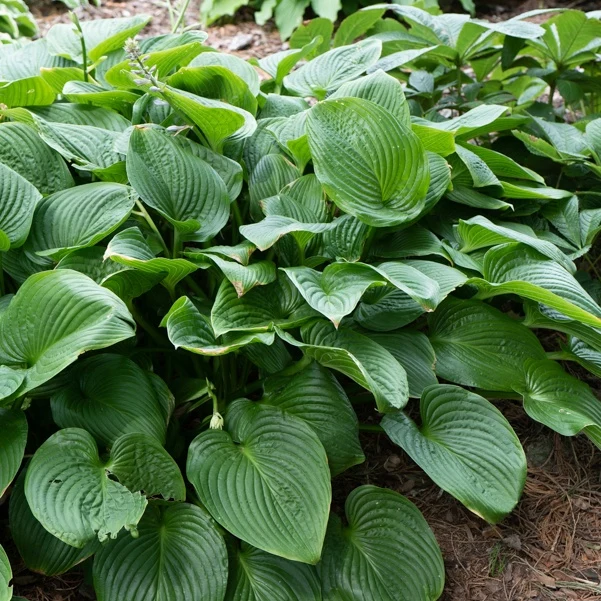 Hosta elata Hosta elata