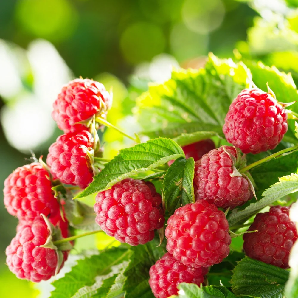 Framboisier remontant Aroma Queen Rubus idaeus 'aroma queen®