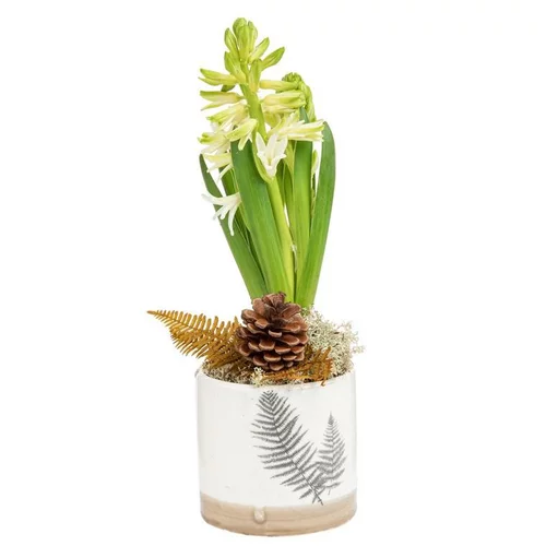 Composition de Noël jacinthe x 1 Pot Fougere