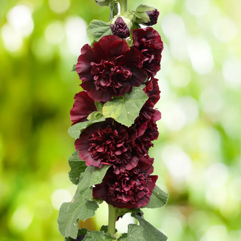 Rose trémière Chater's Double Purple Alcea rosea chaters double group violet