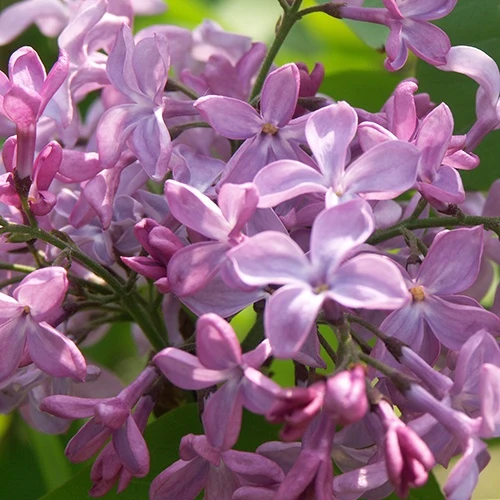 Lilas commun Princesse Sturdza Syringa vulgaris princesse sturdza