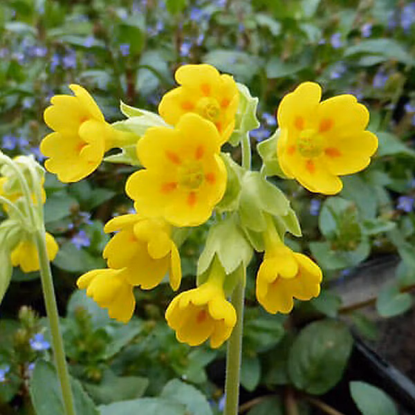 6 x Coucou – Primula veris, godet 9cm x 9cm