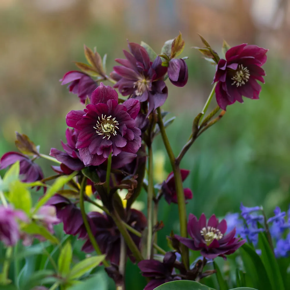 2 Hellébores d'Orient doubles violettes Ellen Helleborus orientalis Double Ellen Purple