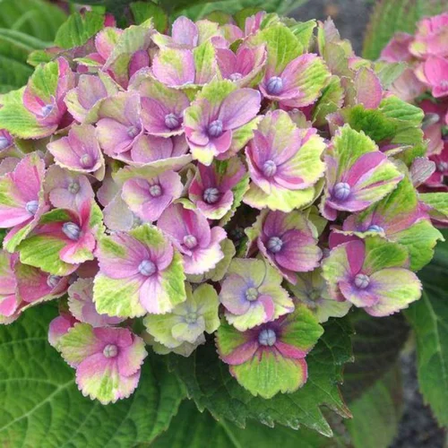 Hydrangea Magical ¼ tige – Pot de 5L