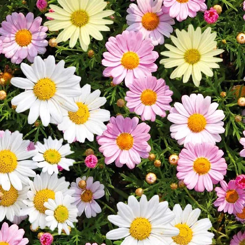Anthemis Varie. Le pot de 0,5 litre