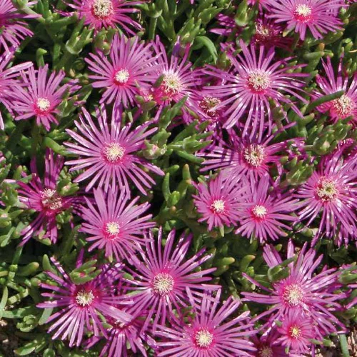 Delosperma Cooperii - Le pot de 9 x 9 cm