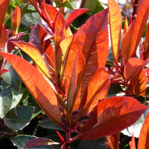 Photinia rouge. Le pot de 3 litres