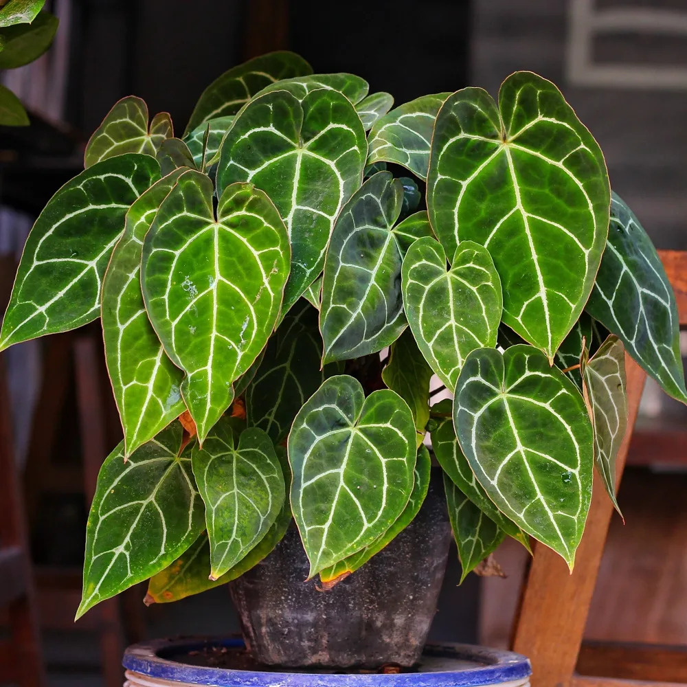 Anthurium Crystallinum Anthurium Crystallinum