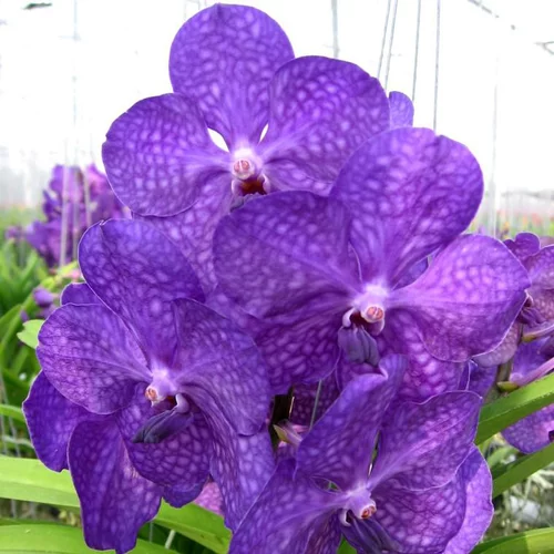 Orchidée Vanda botanic® - Pot de 27 cm