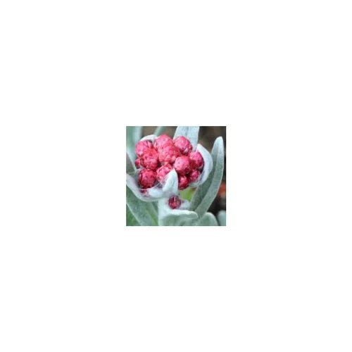 Helichrysum Amorginum - Le pot de 2 litres