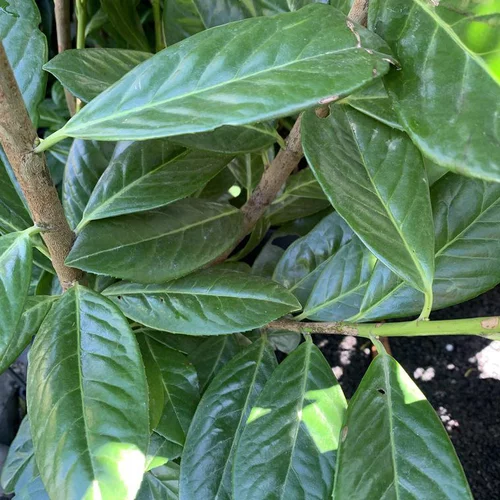 Laurier cerise ou Laurier palme Novita vert