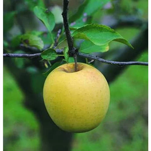 Pommier Golden Delicious. Le pot de 10 litres forme gobelet