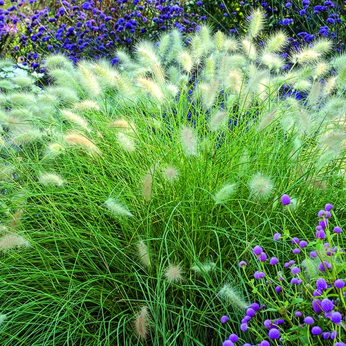 Pennisetum villosum vert botanic®. Le pot de 1 litre