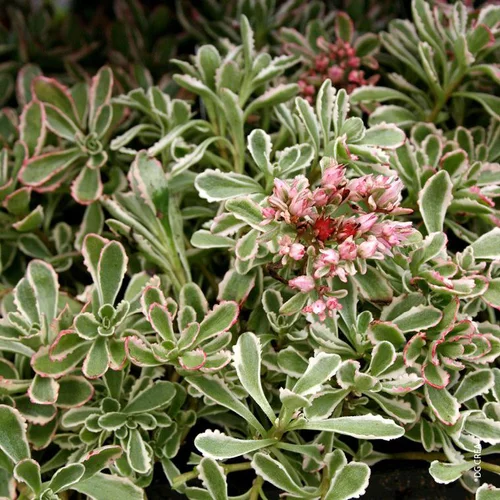 Sedum Spurium 'Variegatum' - Le pot de 1 litre