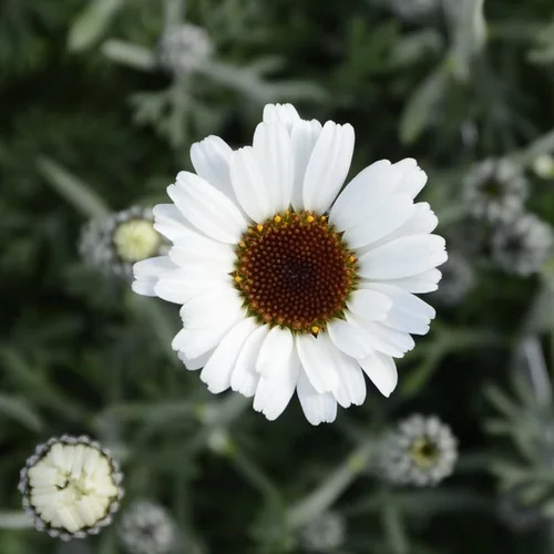 Marguerite d’été african spring multicolore en pot de 2 L