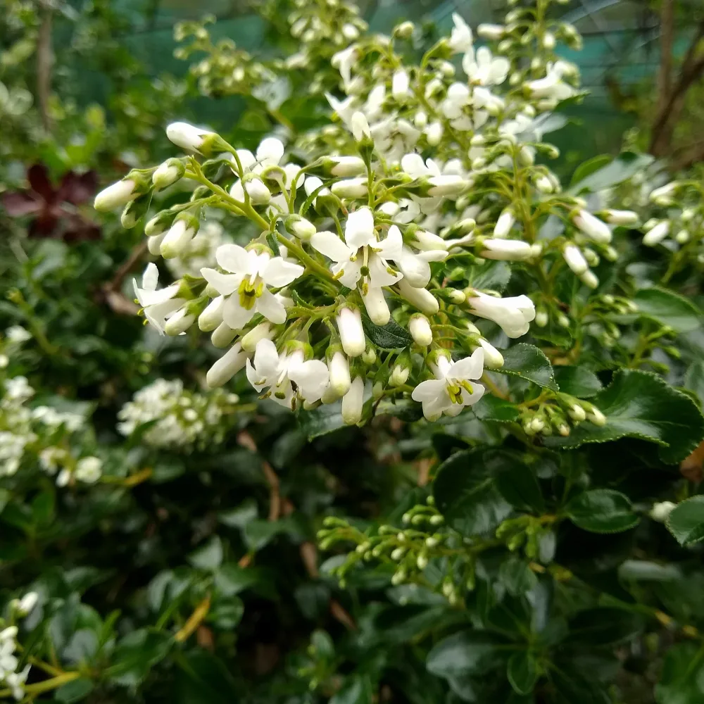 Escalonia Iveyi blanc Escallonia Iveyi
