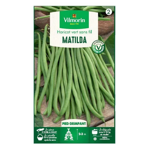 Graines de Haricot vert grimpant Matilda Vilmorin - graines à semer