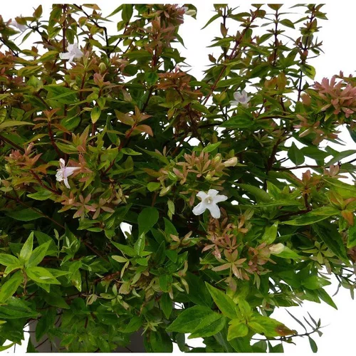 Abélia Grandiflora Kaleidoscope. Le pot de 10 litres