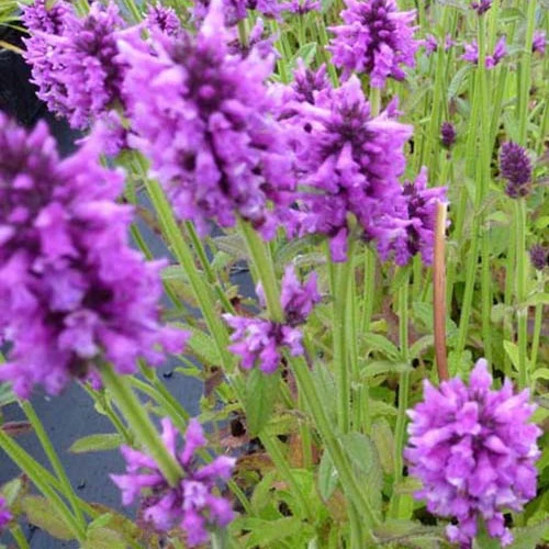 Bétoine officinale Épiaire Stachys officinalis