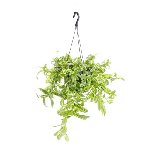 Tradescantia Ivory Hill suspension Ø17xH35 cm