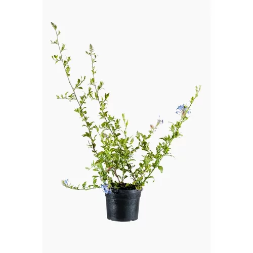 Plumbago Auriculata (Dentelaire du cap) en pot de 5 L bleu