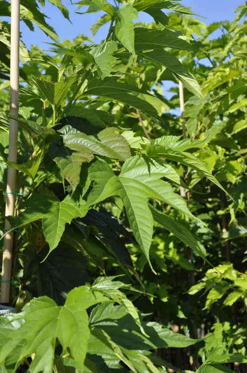 Mûrier platane ‘Fruitless’ botanic® vert. Le pot de 15 litres