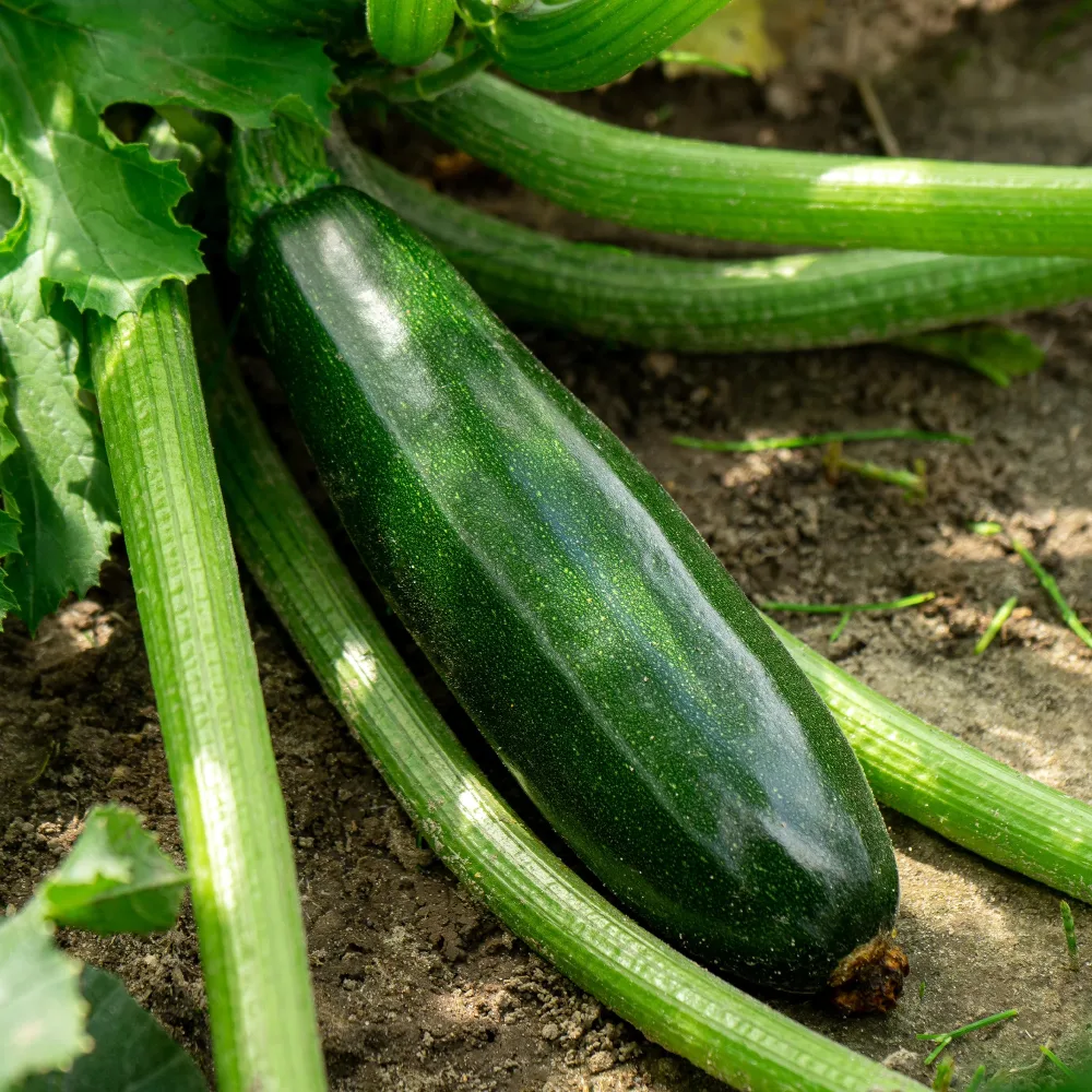 3 Plants de Courgette Tarmino F1 Cucurbita pepo Tarmino F1