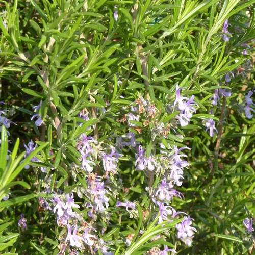 Rosmarinus Officinalis ou Romarin XL bleu en pot de 10 L