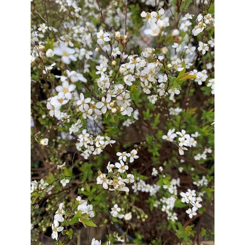 Spirée Thunbergii blanc 60/70. Le pot de 10 litres