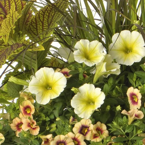 Pot Inspiration - Le pot de 3 litres