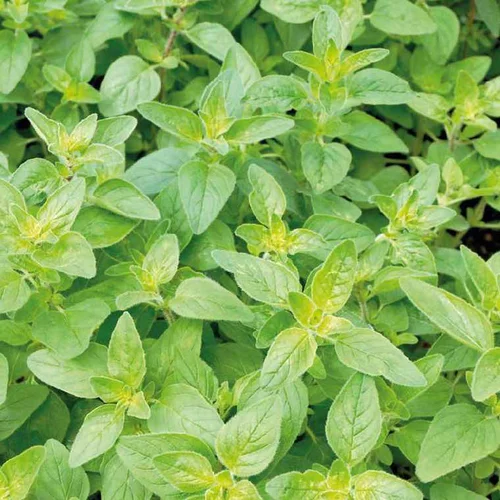 Boisson D'Été Basilic Citron Bio. Le pot de 1 litre