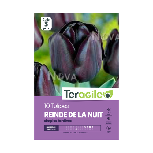 BULBES DE TULIPES 'REINDE DE LA NUIT' SIMPLES TRADIVES - TERAGILE® - X10