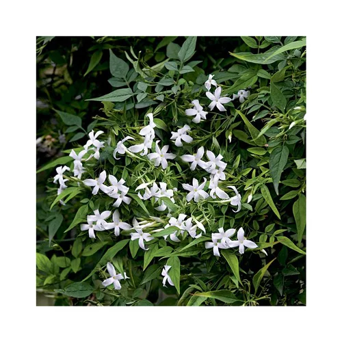 JASMIN OFFICINALE. Le pot de 6 litres