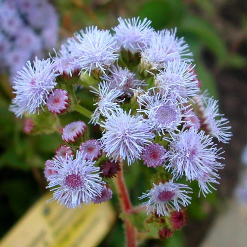 Ageratum Nain. La barquette de 6 godets
