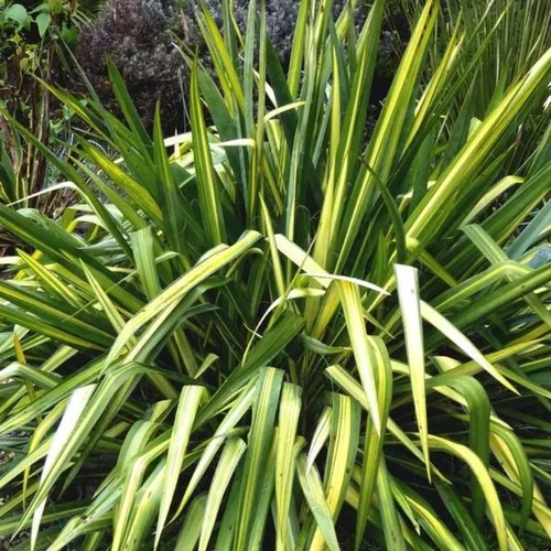 Phormium en pot de 5 L