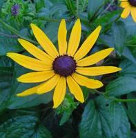 Rudbeckia vivace jaune. Le pot de 3 litres