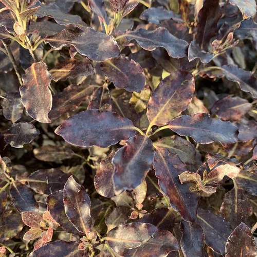 Pittosporum Tenuifolium Tom Thumb. Le pot de 15 litres