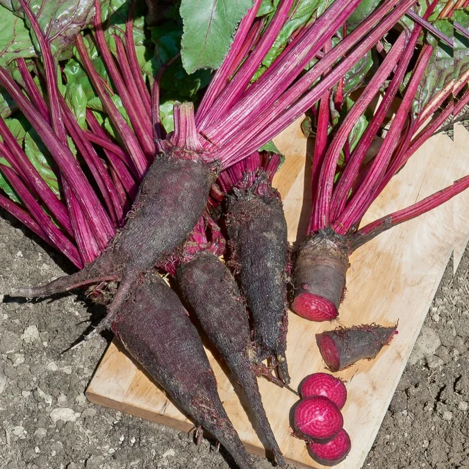 Betterave rouge Crapaudine Beta vulgaris crapaudine