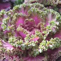 Chou décoratif - Le pack de 6 plants