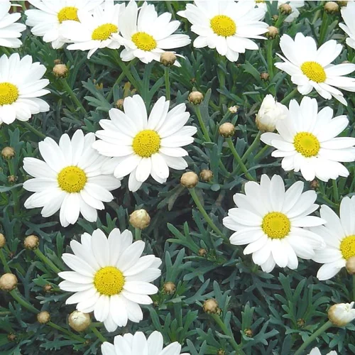 Anthémis (Fausse Camomille ou Camomille des teinturiers) à fleurs multicolores - Le pot Ø 10 cm
