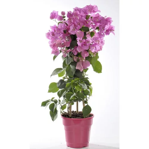 Bougainvillier ou Bougainvillée à fleurs roses en colonne - Le pot de 10 litres