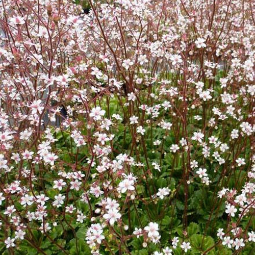 Désespoir du peintre Variegata Saxifraga umbrosa variegata