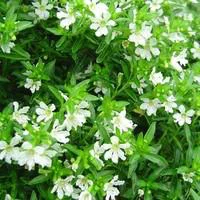 Cuphea Hyssopifolia - Le pot de 2 litres