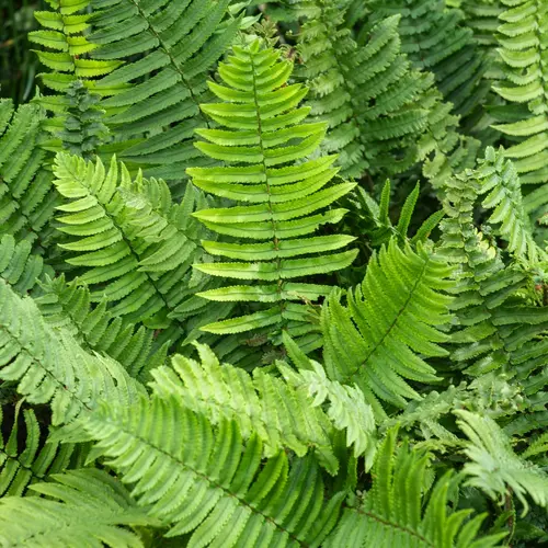 Fougère Dryopteris cycadina - Le pot de 2 litres