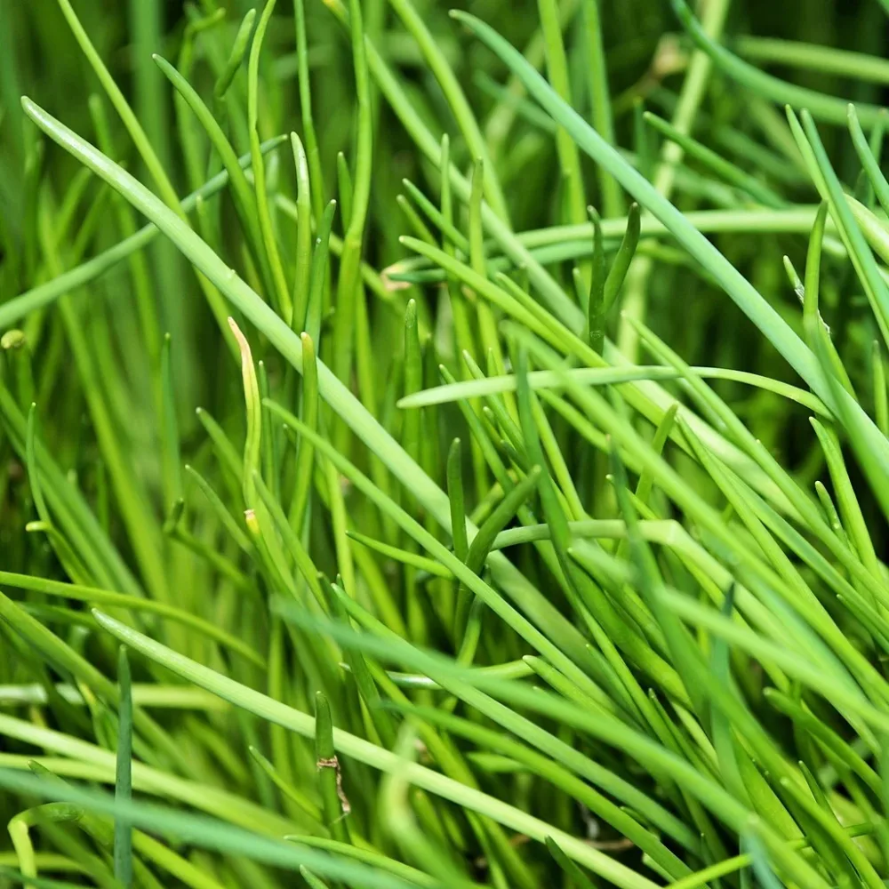 Ciboulette BIO Allium schoenoprasum