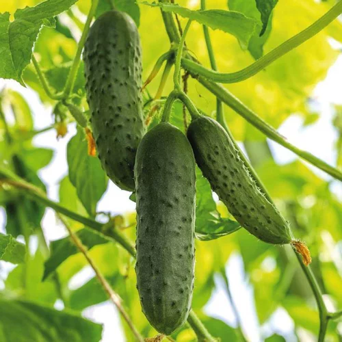 Cornichon Hokus Bio. Le pot de 10,5 cm