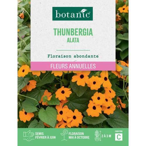 Graines de fleurs de Suzanneauxyeuxnoirs ou Thunbergia alata botanic®